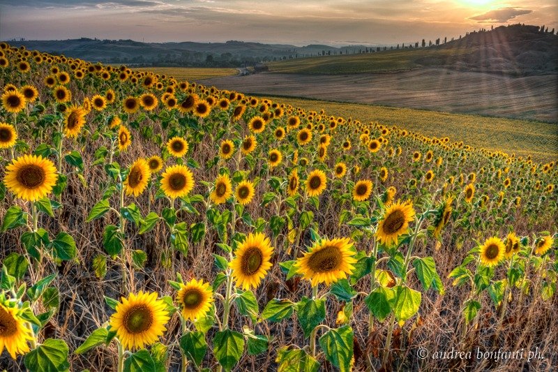 Tuscany Guided Tours with Isabelle -  Sunflowers in Tuscany © Andrea Bonfanti Photographer 