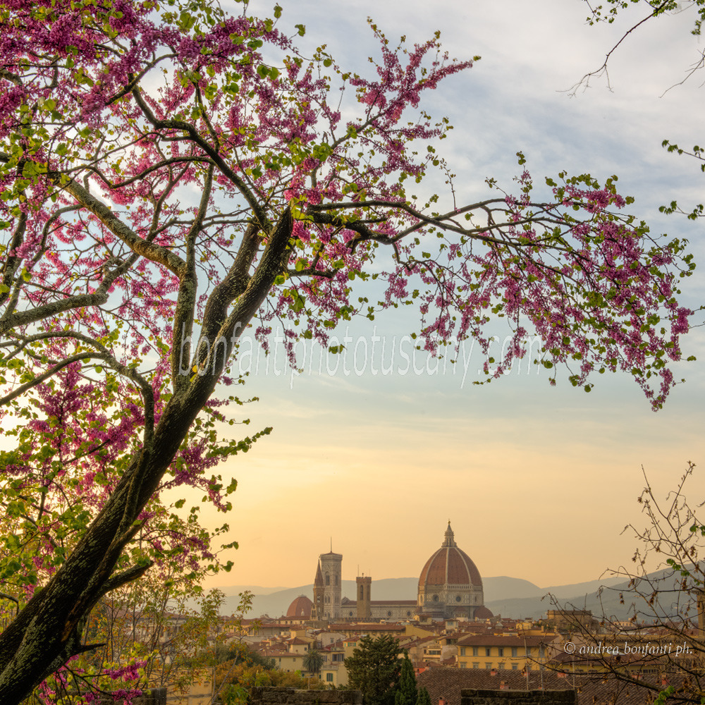 andrea bonfanti ph © a Florence Overlook andrea bonfanti ph © a Florence Overlook