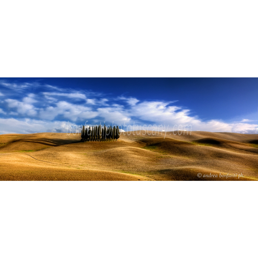 Andrea Bonfanti Photographer © Cypress Trees in San Quirico d'Orcia (Siena)