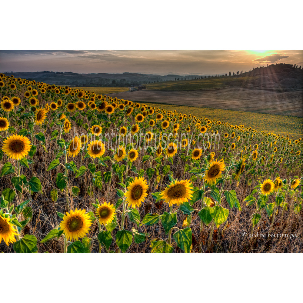 Andrea Bonfanti Photographer © Crete Senesi (Siena) Tuscany Sunflowers Leonina