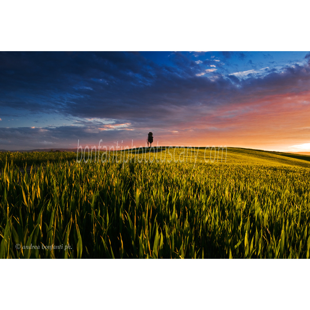 Andrea Bonfanti Photographer © Crete Senesi (Siena) Tuscany Poggio Cipressi