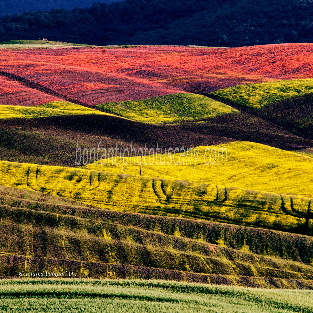 Andrea Bonfanti Photographer © Val d'Orcia (Siena) Tuscany Colors in Spring