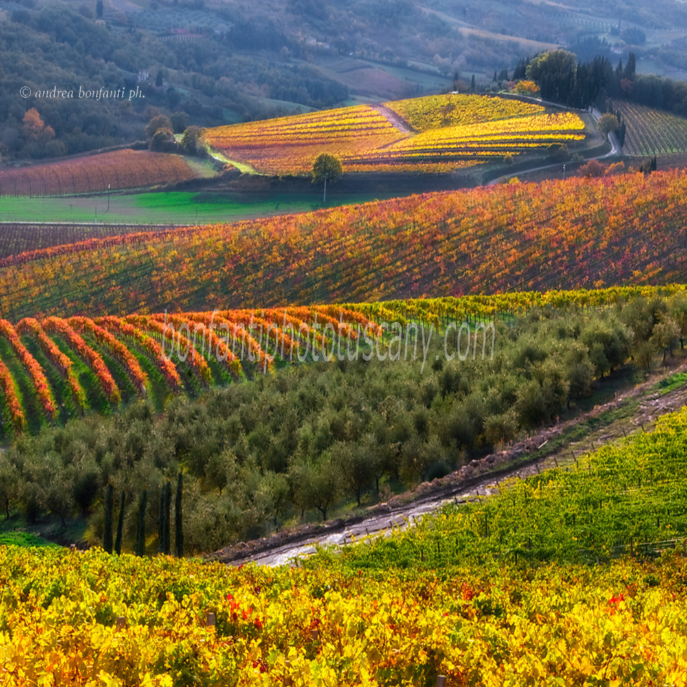 andrea bonfanti ph © vineyards Radda in Chianti (Siena)