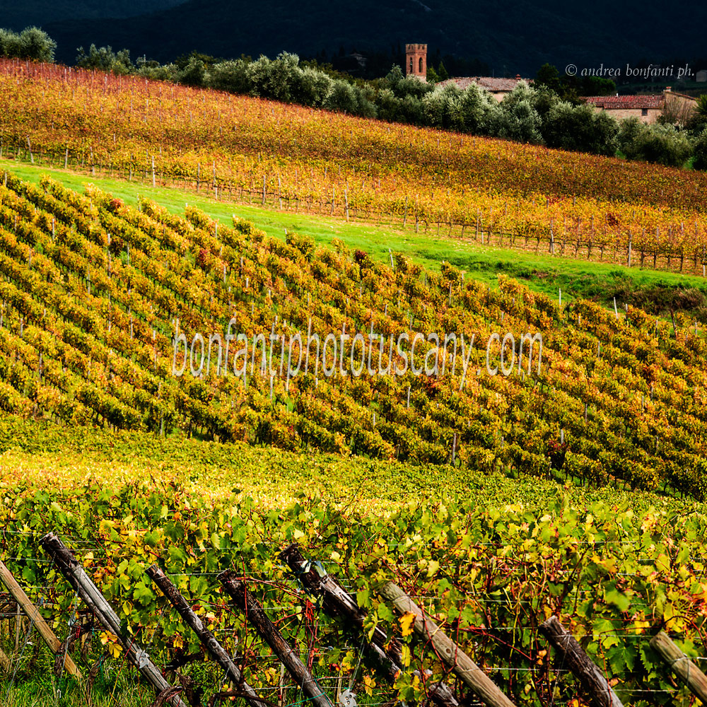 andrea bonfanti ph © Brolio Castle Vineyards (Siena)