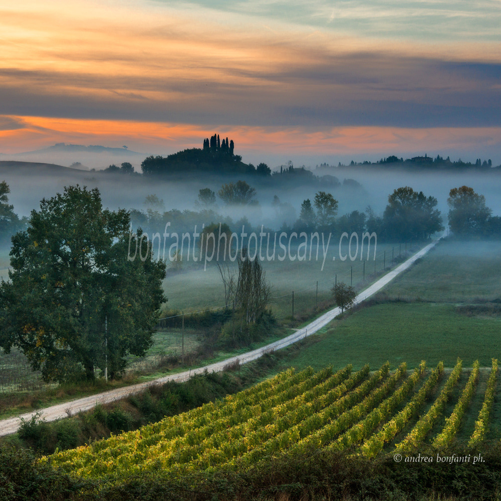 Andrea Bonfanti Photographer © Montaperti (Siena) Tuscany