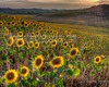 Sienese Countryside guided visited