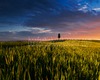 Sienese Countryside guided visited