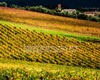 Chianti guided tour