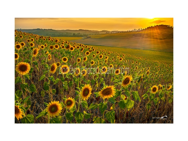 andrea bonfanti ph© crete senesi landscape - sunflowers in leonina.jpg