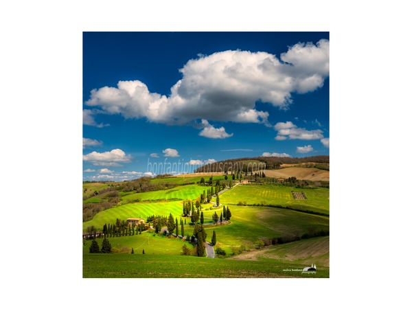 andrea bonfanti ph © cypress trees in monticchiello.jpg