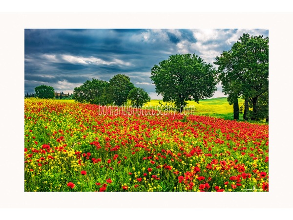 Tuscany Photo Tour Crete senesi landscapes