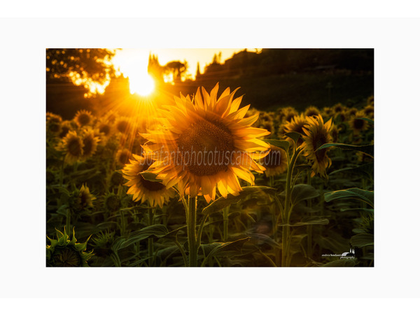 campo di girasoli controluce in val d'arbia.jpg