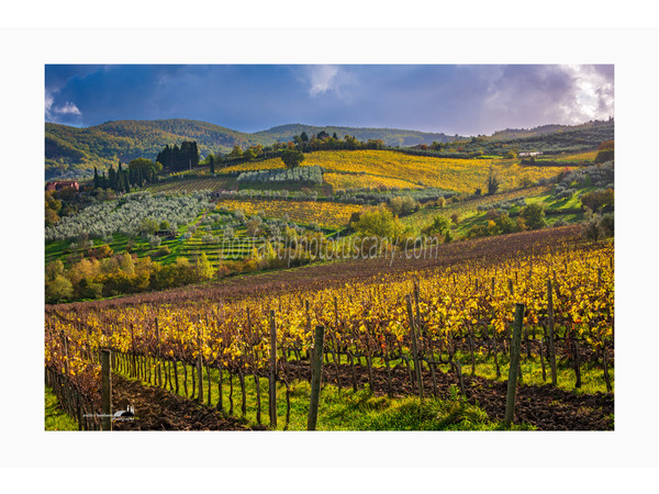 vigneti a montefioralle nel chianti fiorentino.jpg