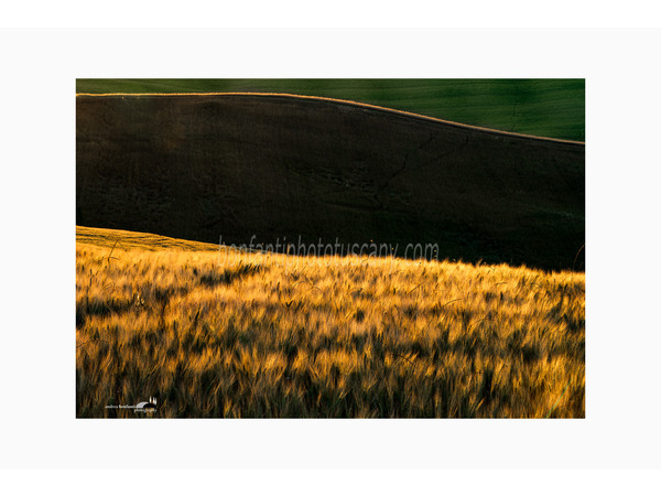 campo di grano alla golden hour a monteroni.jpg